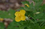 Celadine poppy